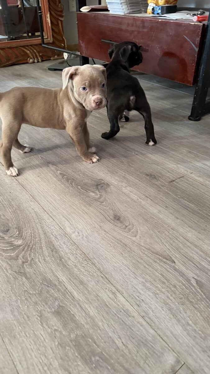 Pit bull puppies for sale!!! image 6