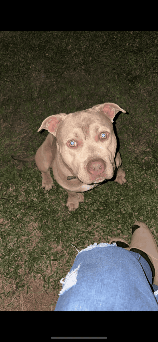 American Bullies image 1