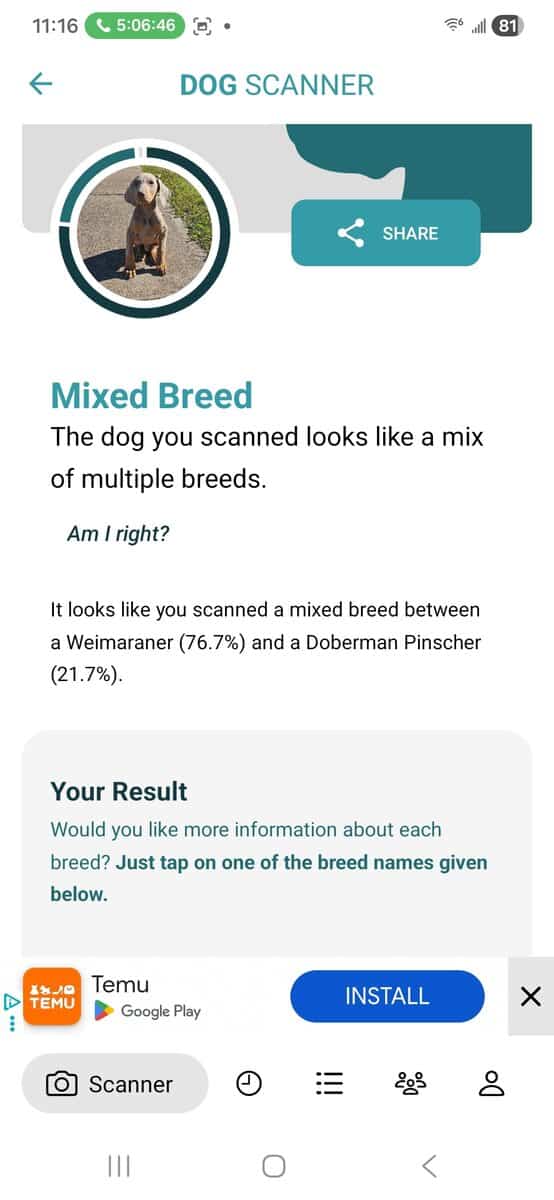 Weimaraner doberman image 7
