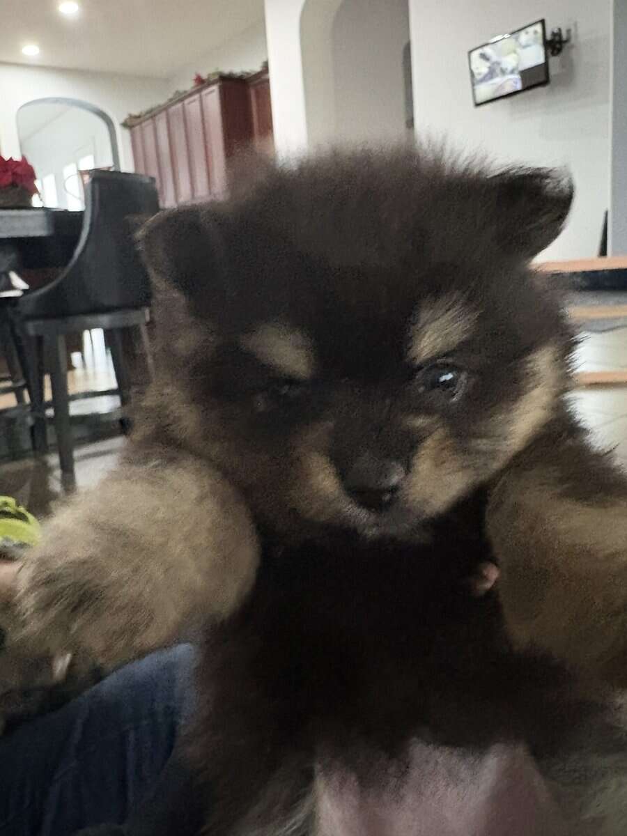 Pomeranian pups image 2