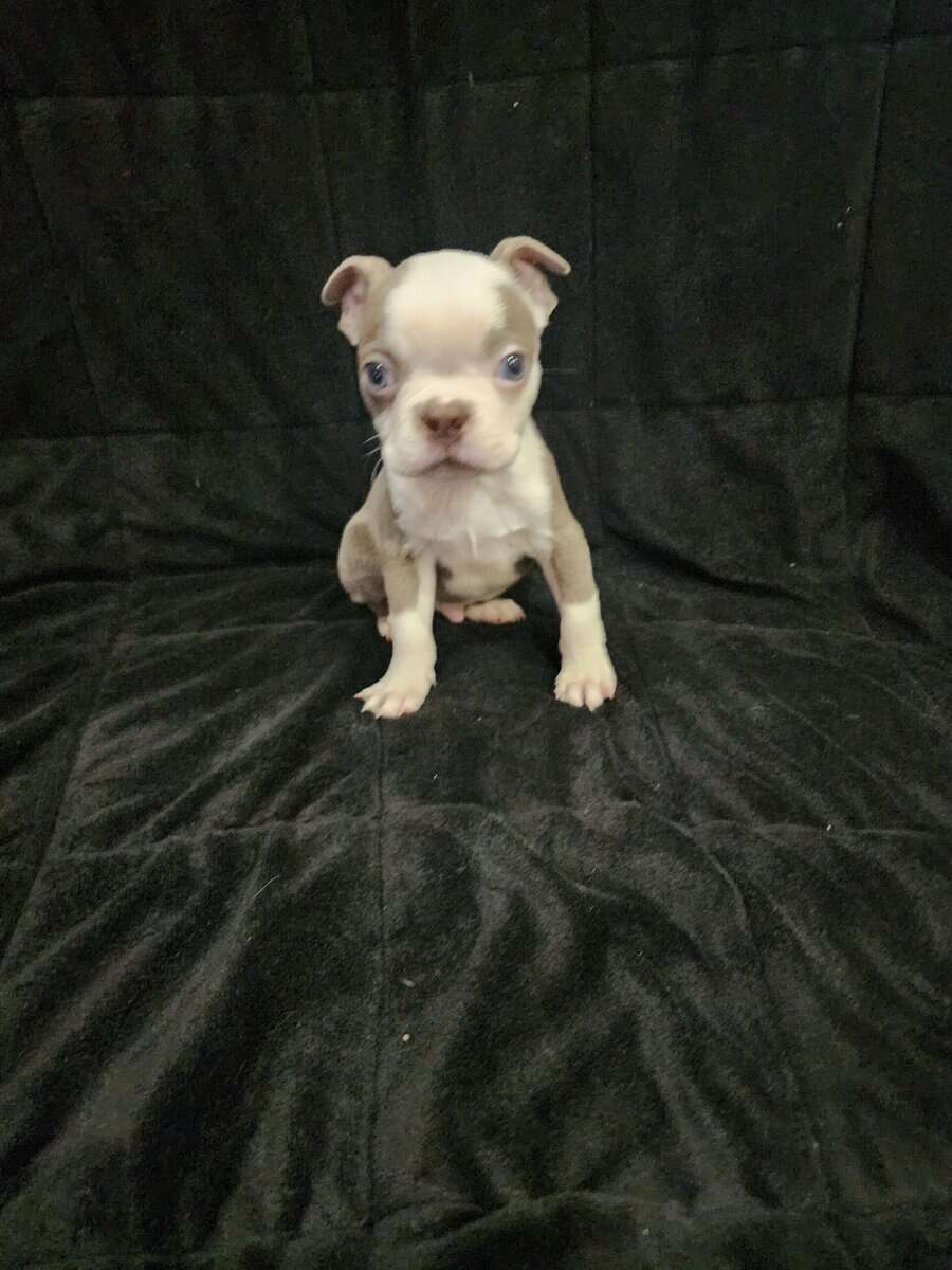 Boston Terrier male image 4