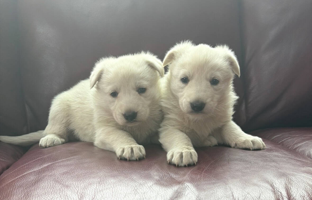 AKC All White German Shepherd puppies image 1