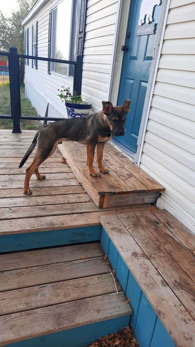 German Sheperd Mix image 2