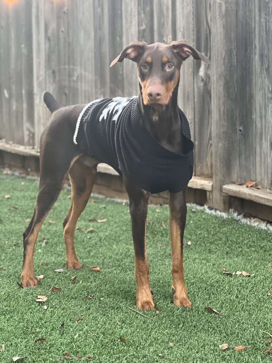 Rehome sweet Doberman image 8