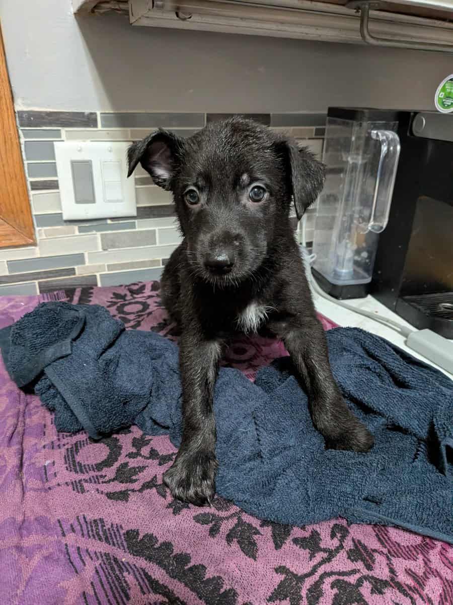 Black shepherd pups image 1