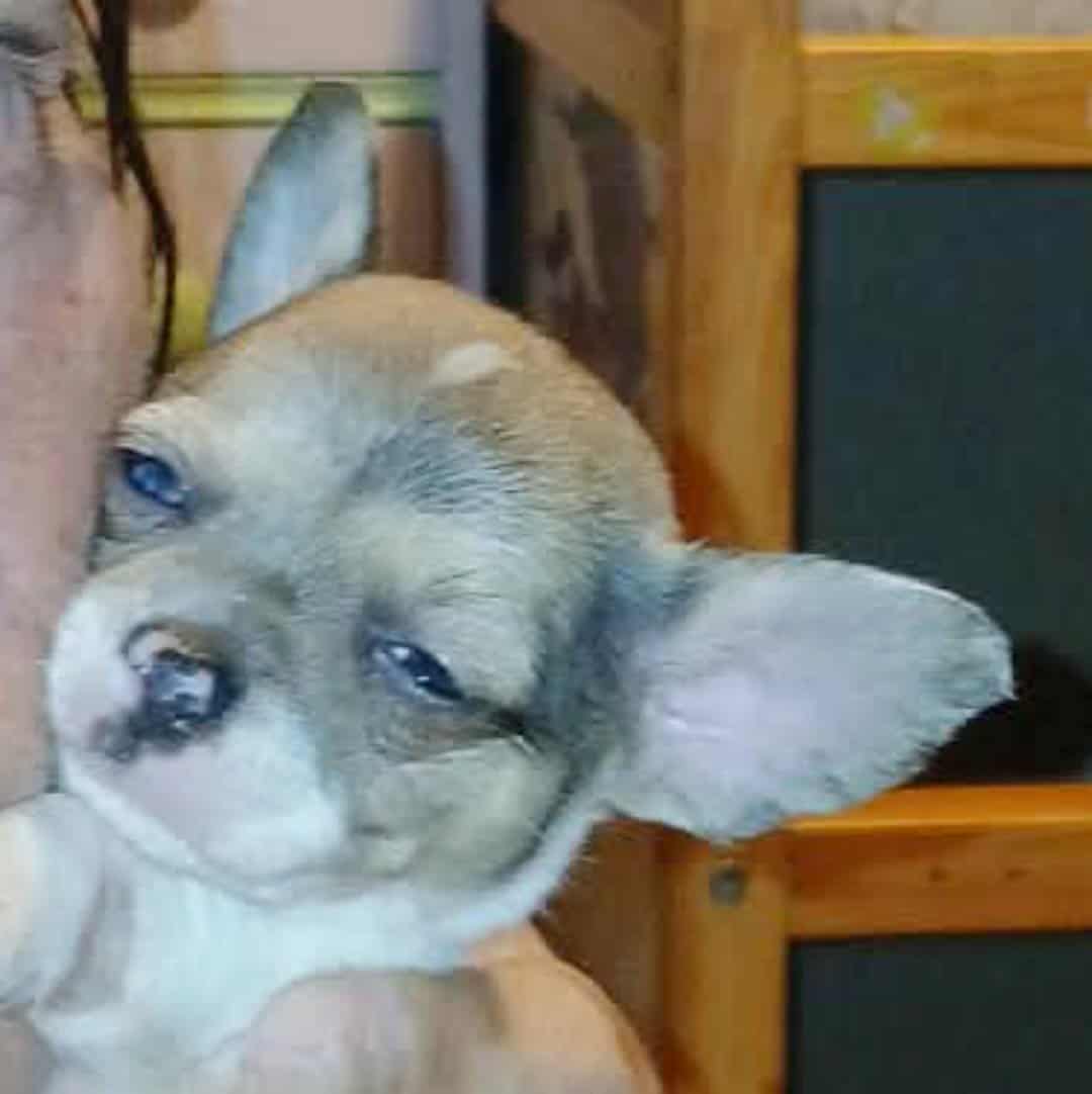 Stunning different colors merle piebald male chihu image 12