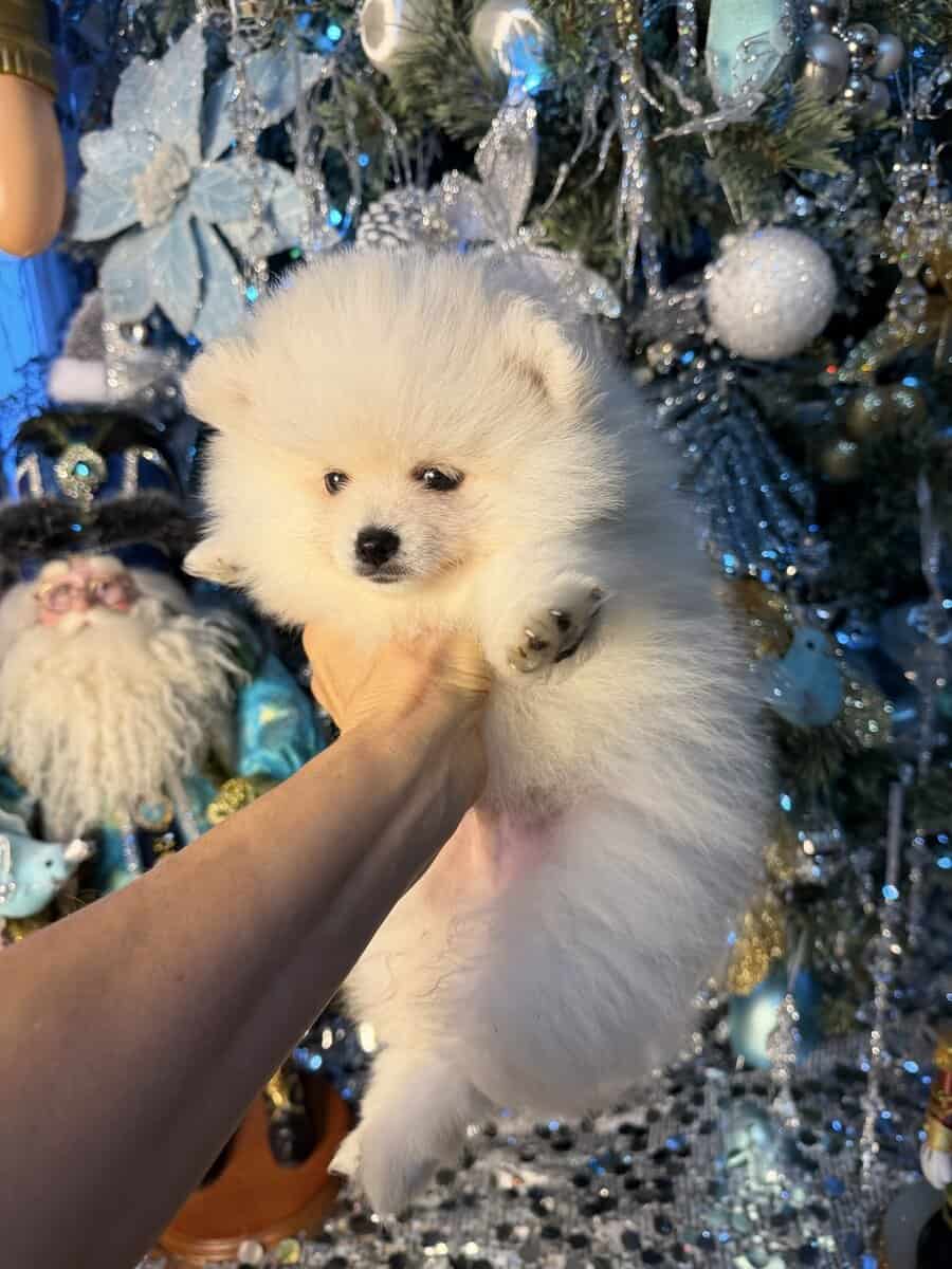 Pomeranian puppy. image 3