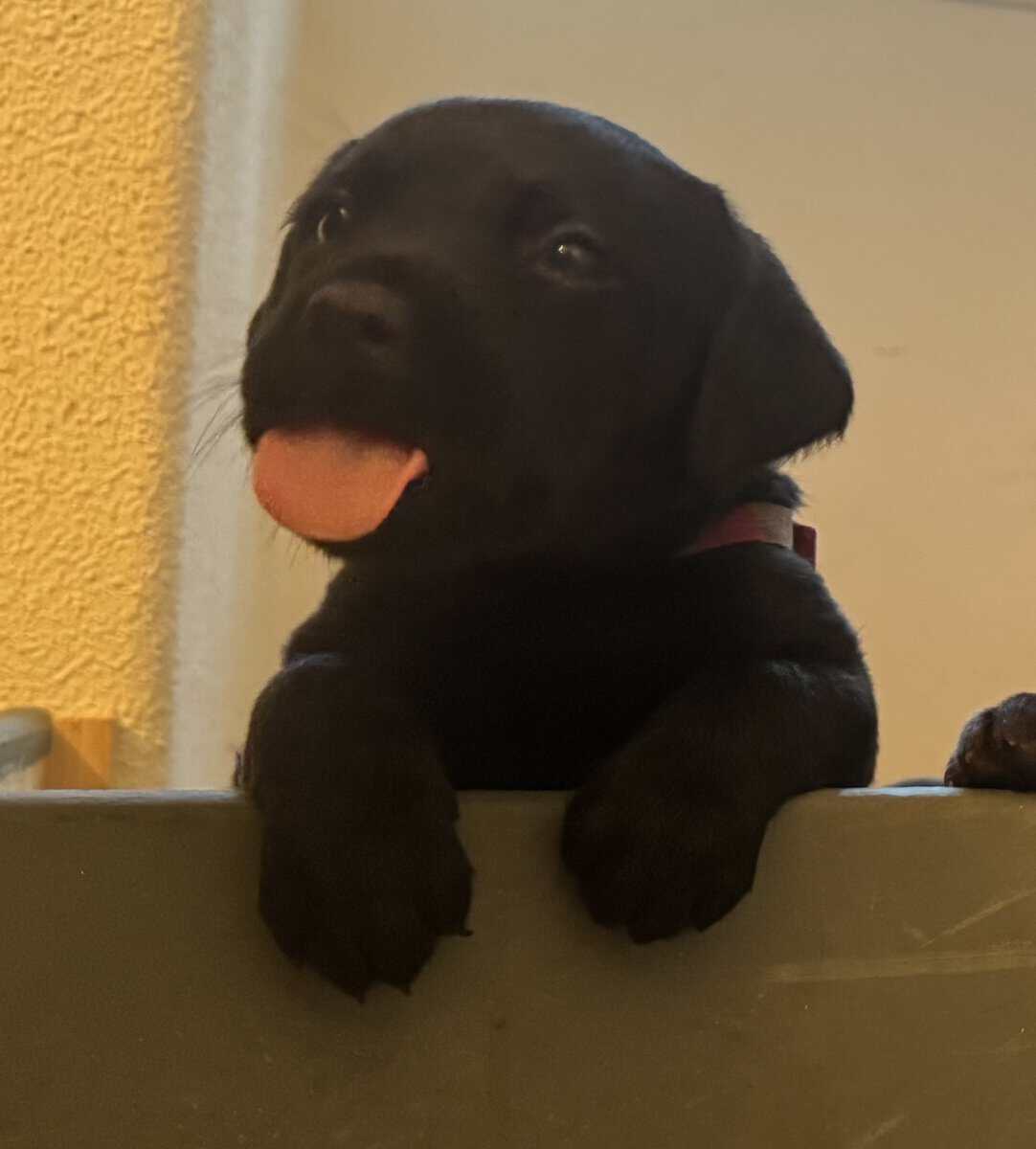 Lab puppies image 1
