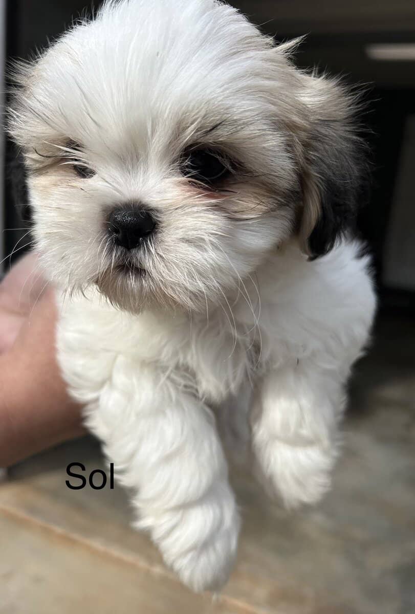 Shih Tzu Puppies fo Sale and Ready fo Adoption!! image 2