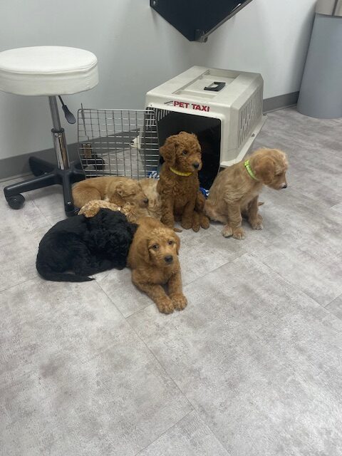 Doodle puppies ready for furever homes. image 17