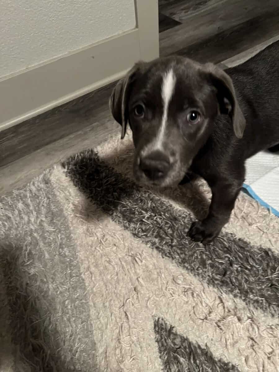 4Month old female Lab mix Free to good home image 5