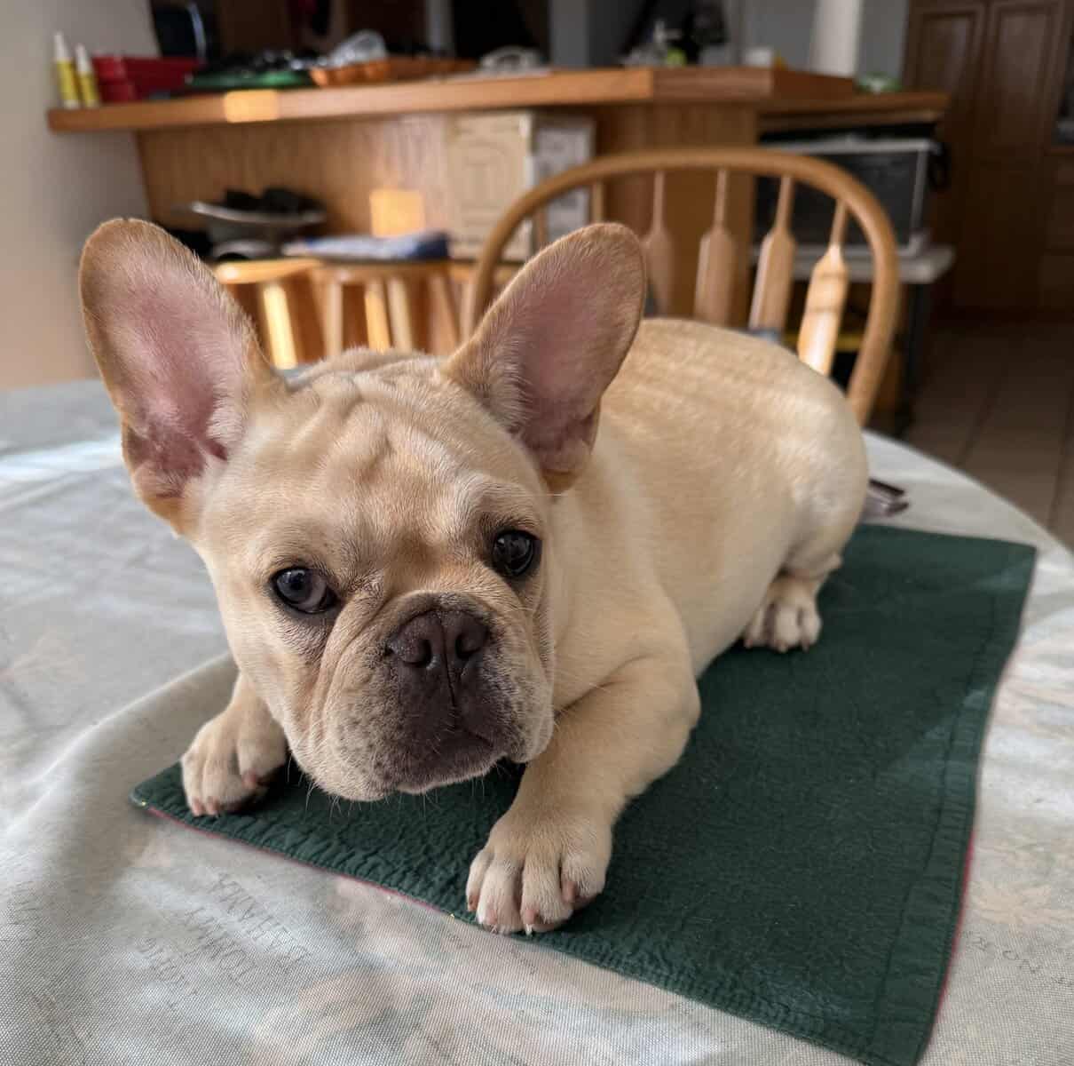 female French bulldog fawn 6 months old image 5