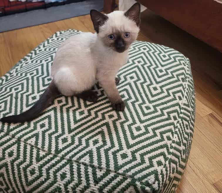 Purebred Siamese Kittens image 1