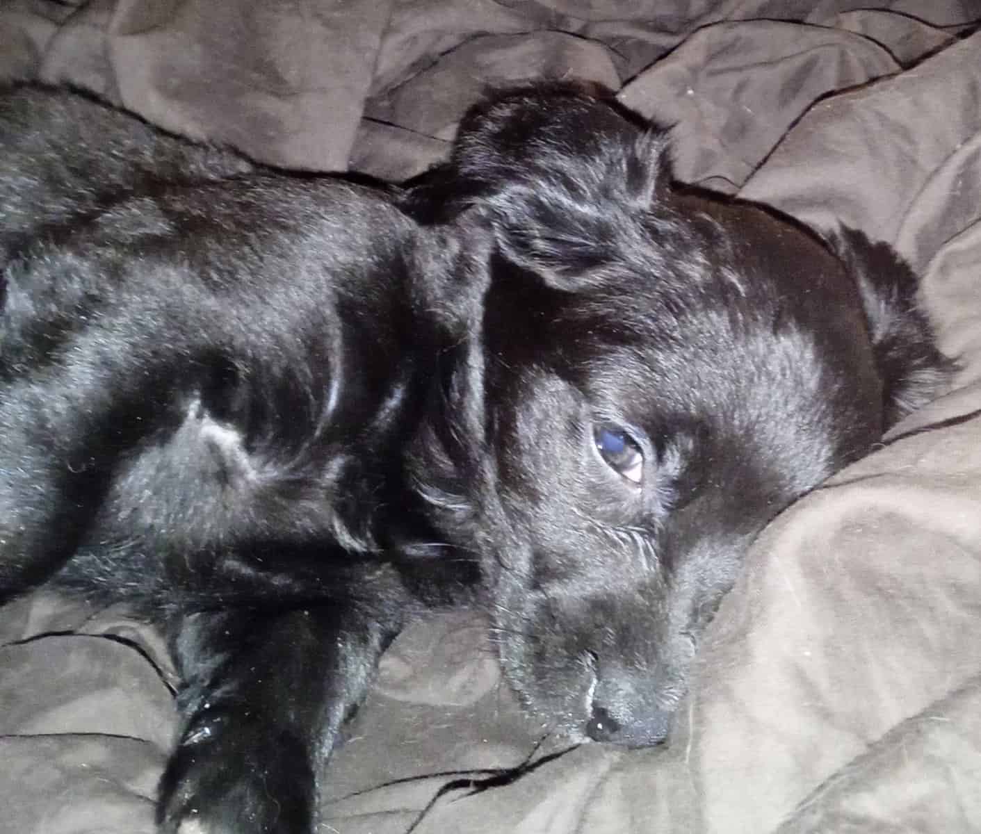 Chiweenie Puppies image 6