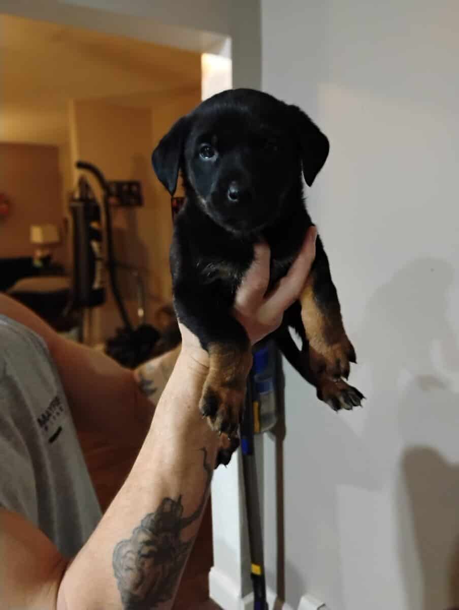 Rottweiler/ German Shepherd mix puppies image 1