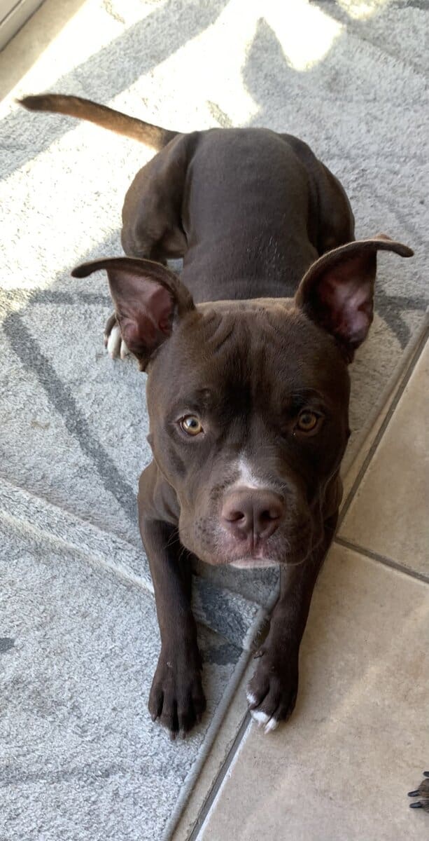 Dog rehoming image 1