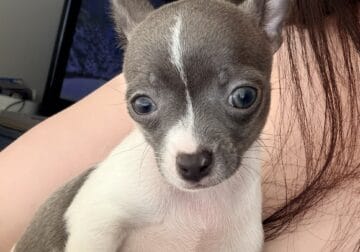 Female Chihuahua