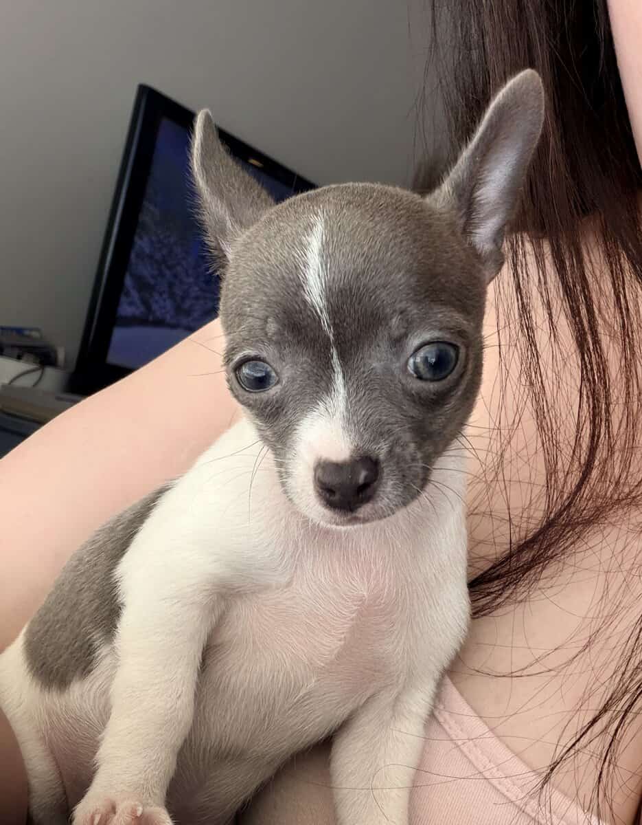 Female Chihuahua image 1