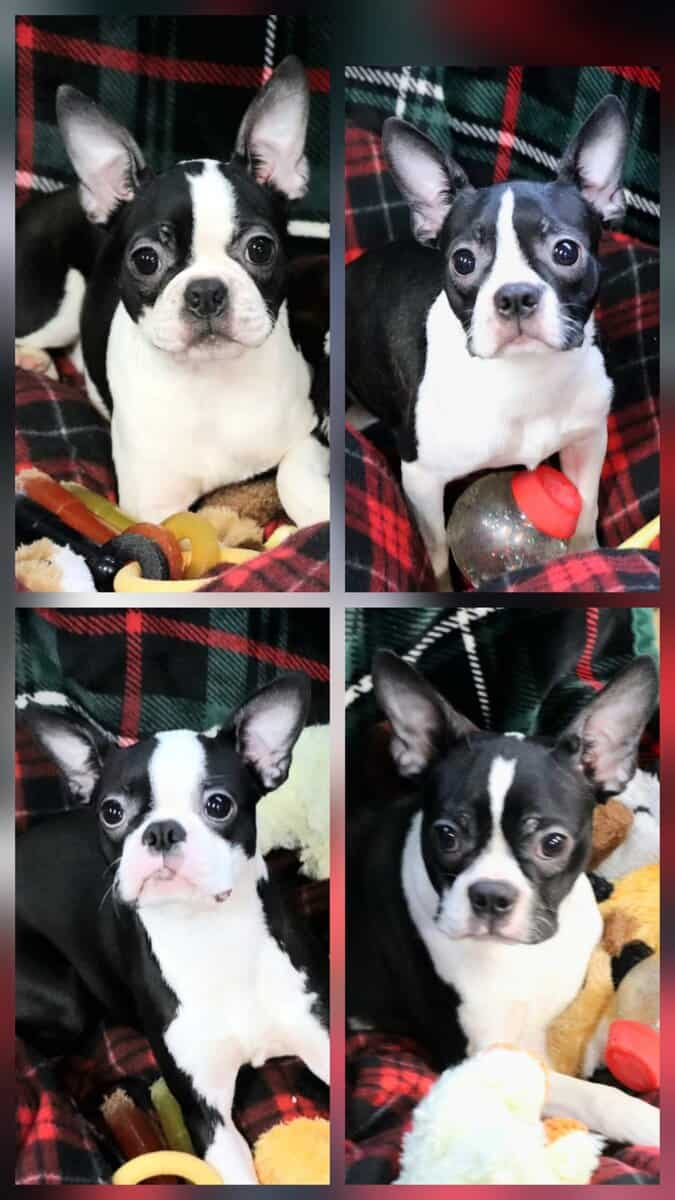 CKC Boston Terrier puppies image 3