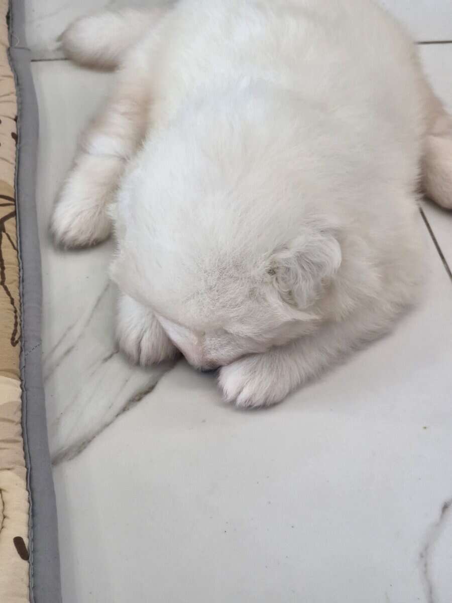 Samoyed female's 4 weeks image 3