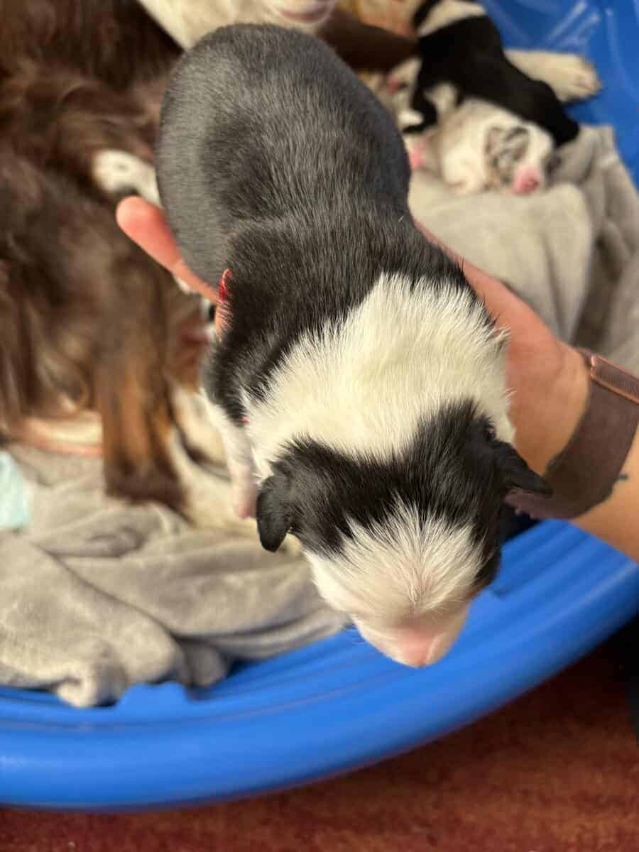 Australian Shepherd Puppies image 13