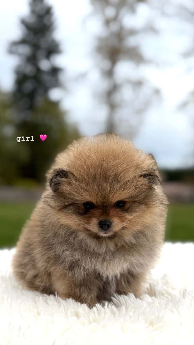 Pomeranians Looking for a New Home image 2