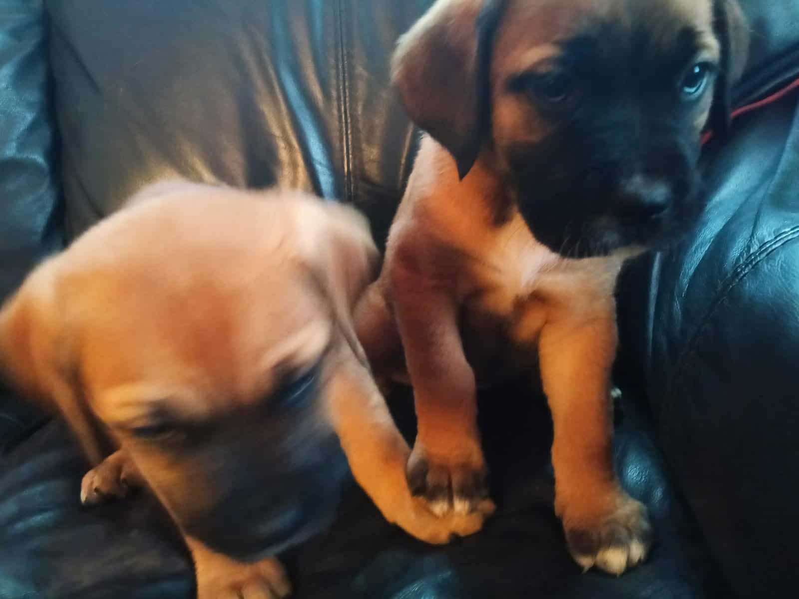 Good puppy image 1