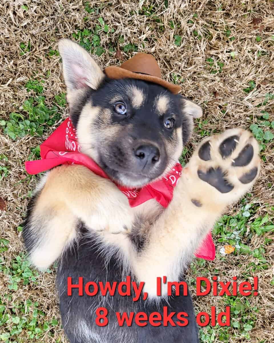 Shepsky Puppies image 2