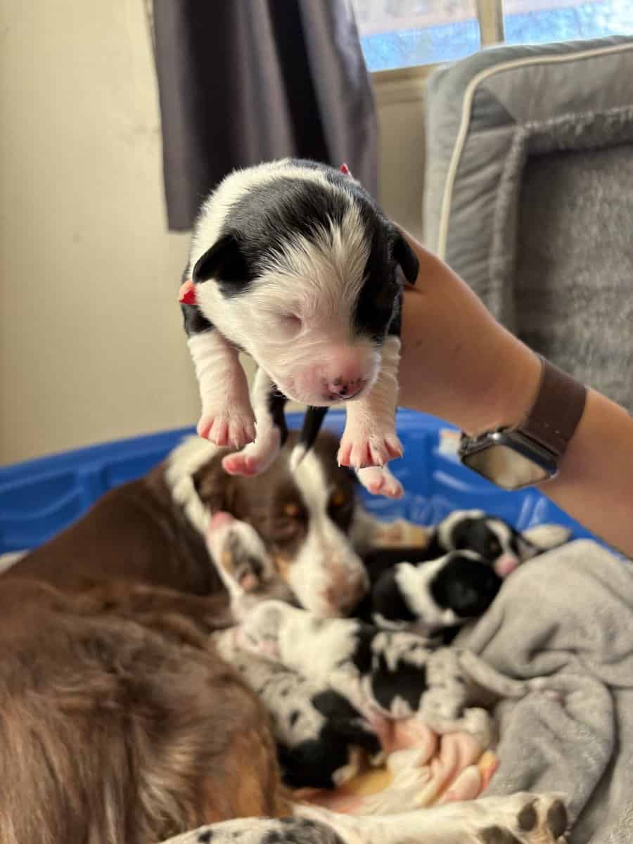 Australian Shepherd Puppies image 4