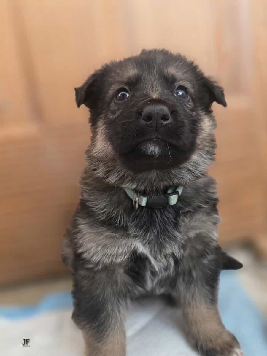 German Shepherd Puppies image 6
