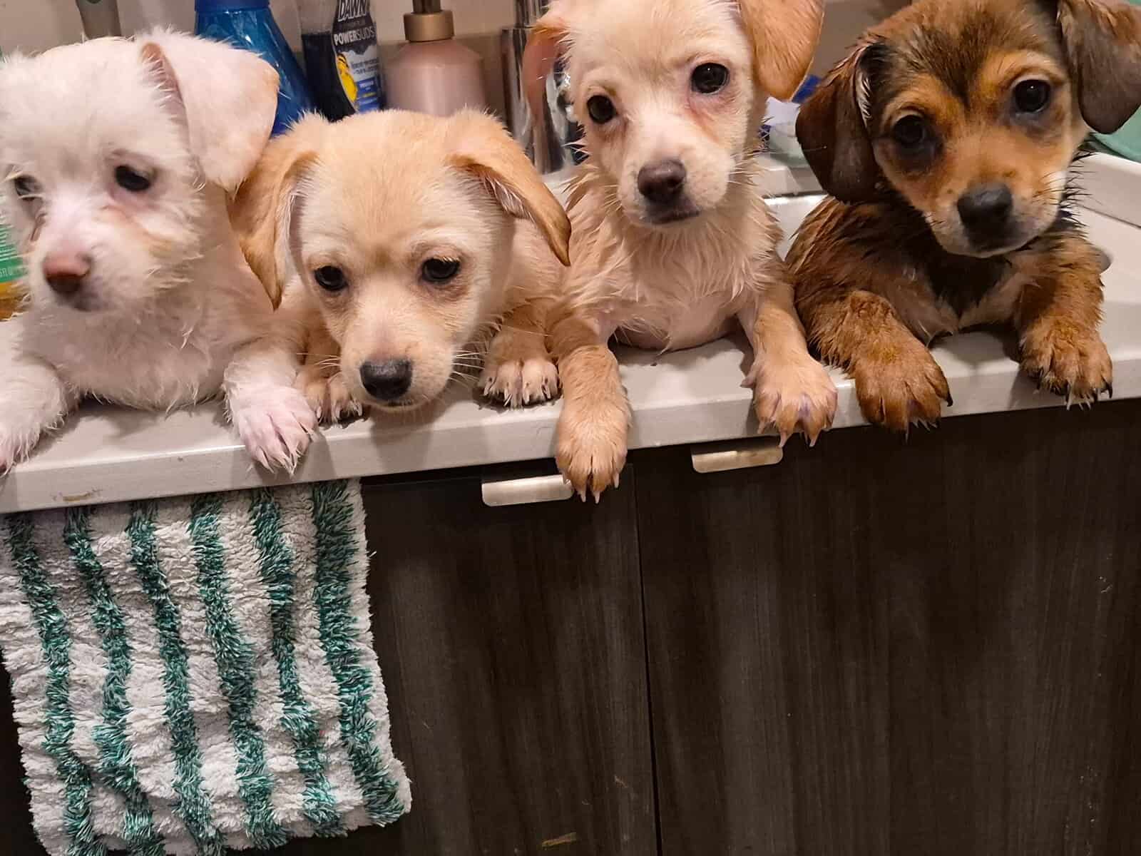 Puppies needing forever home!!! image 1