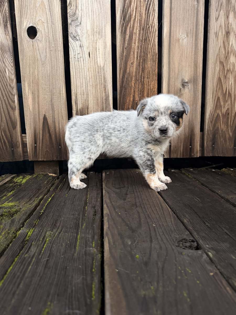 Australian cattle dog puppies for sale image 2