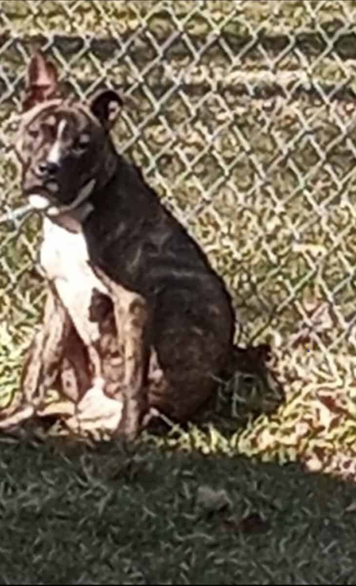 Needs furever home image 1