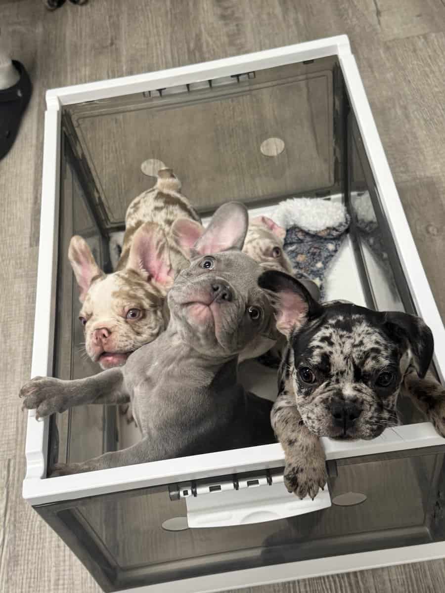 12-Week-Old Frenchie Puppies Ready Today! image 1