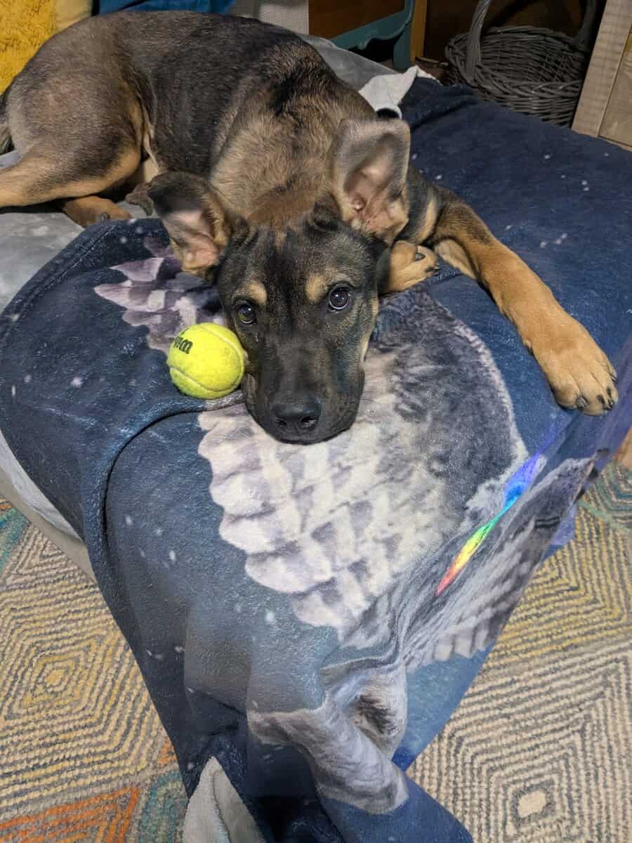 German Sheperd Mix image 3