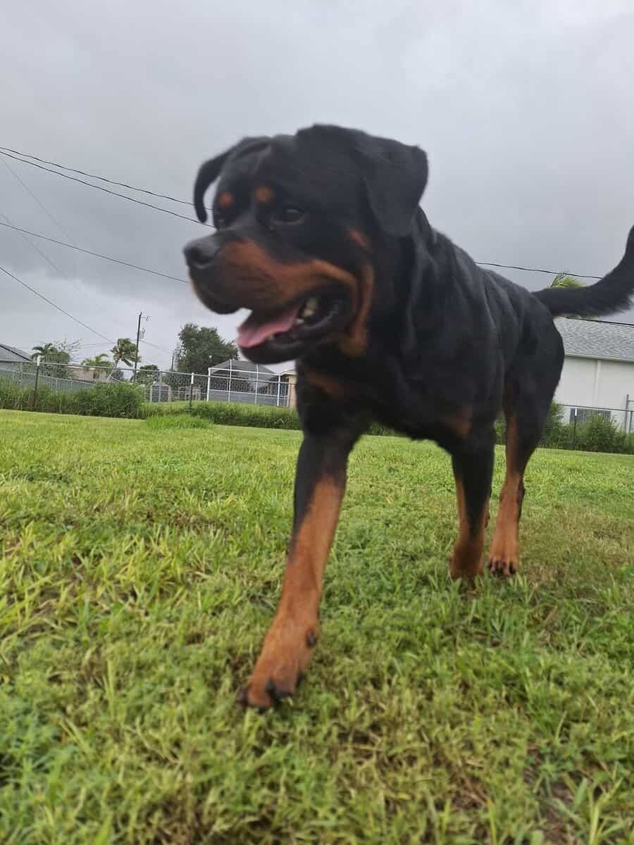 AKC Certified Litter Proven Rottweiler Stud image 6