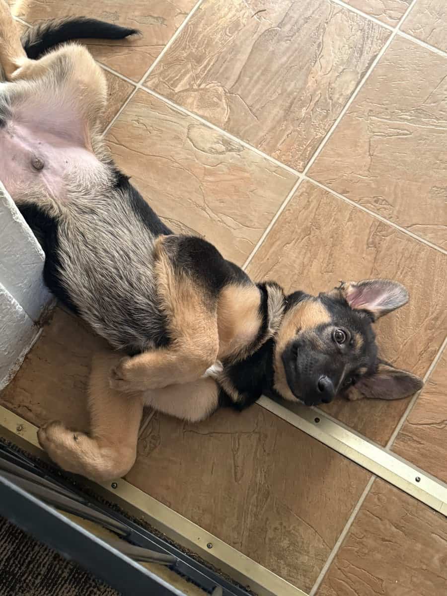 4 month old German shepherd puppy. Male image 5