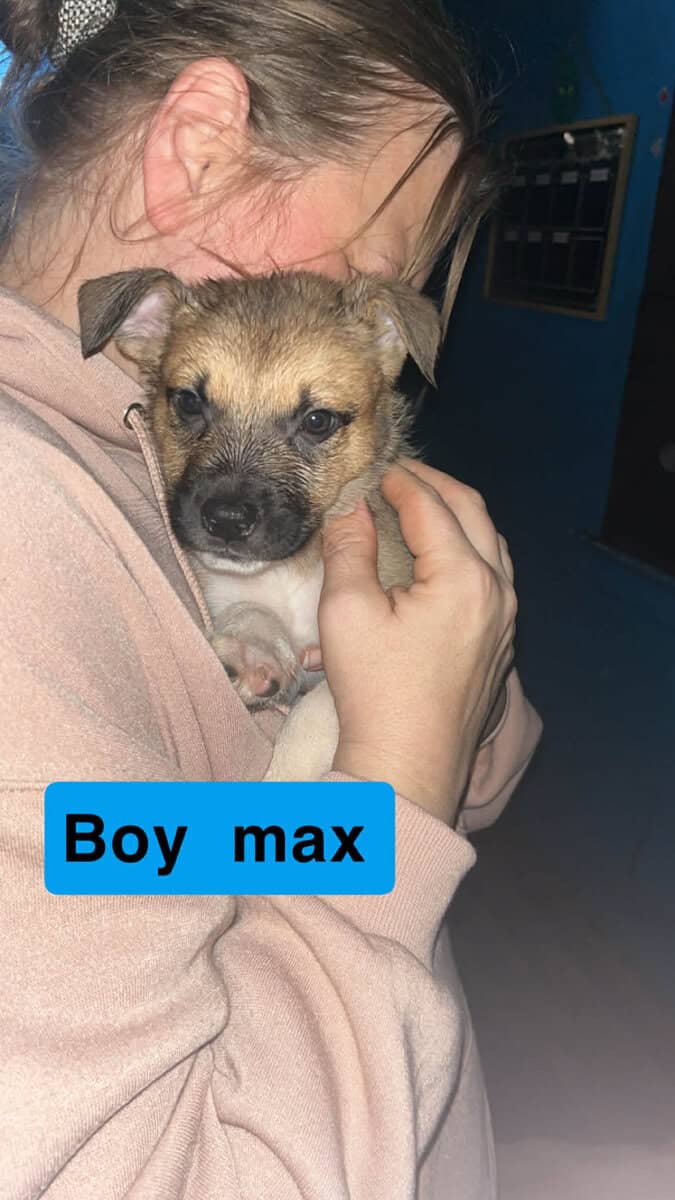 Puppies for sale image 1