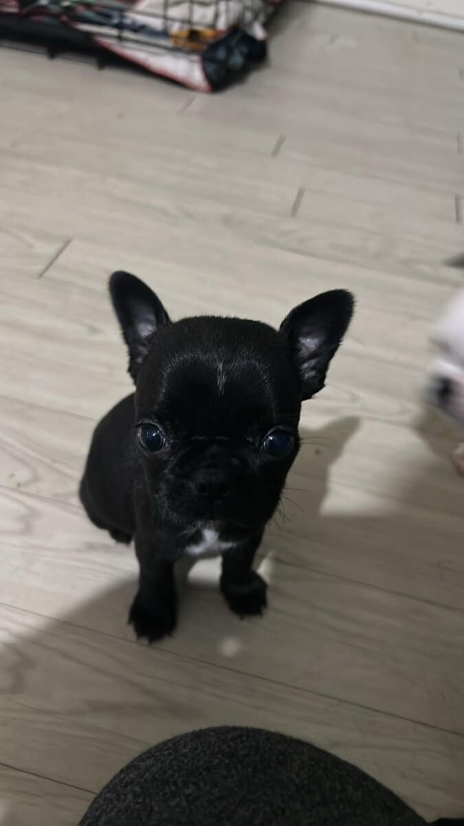 Bugg Puppies image 16
