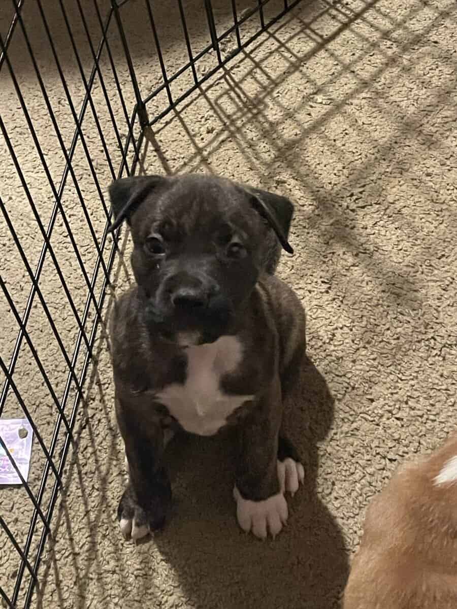 Akita/Pit mix puppies for sale image 6