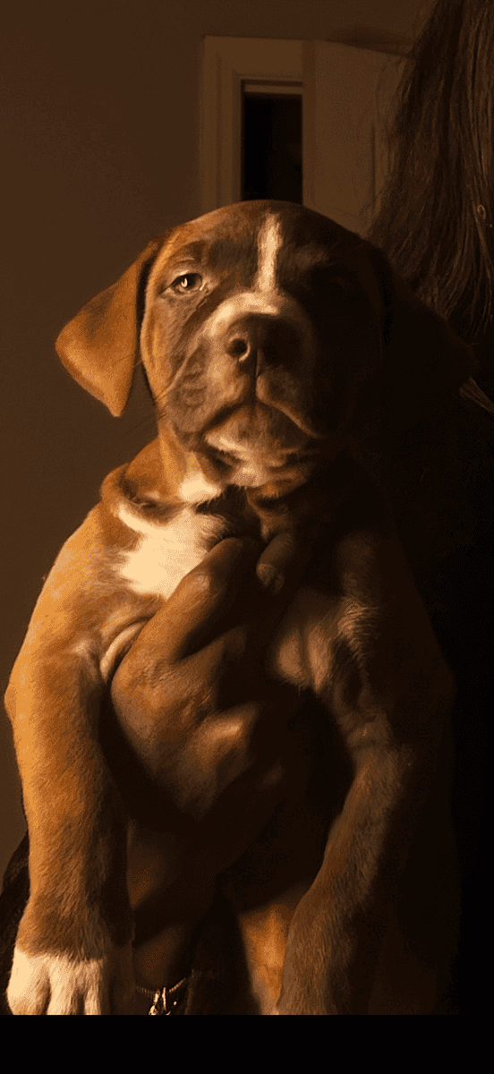 Chocolate Pitbull Puppy image 2