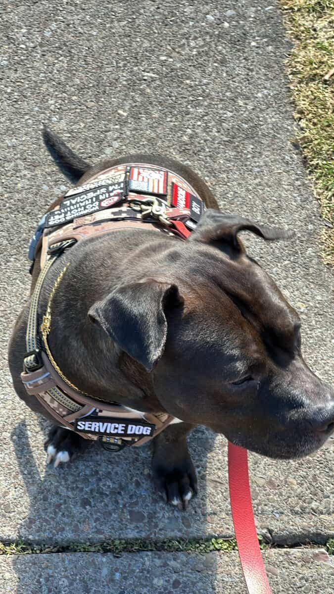 Adorable Pitbull Puppies – Now Reserving image 8
