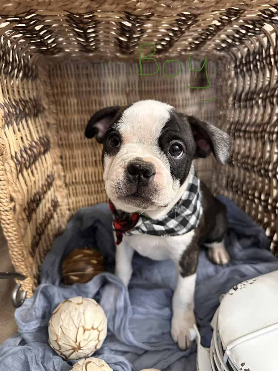 Tiny snorts, Wiggly butts, and excessive cuteness image 5