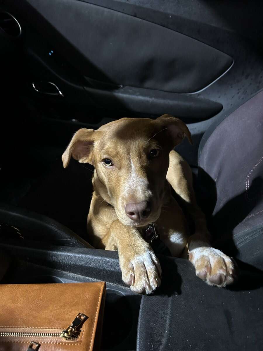 Need an urgent home for Nala image 4