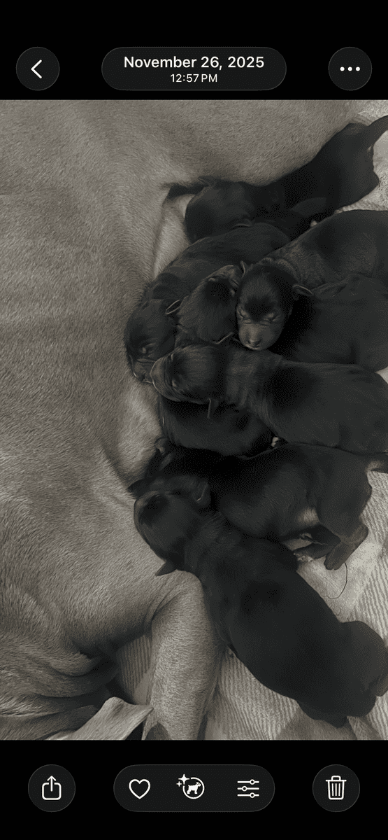 Lab retriever mix with pitbull image 3