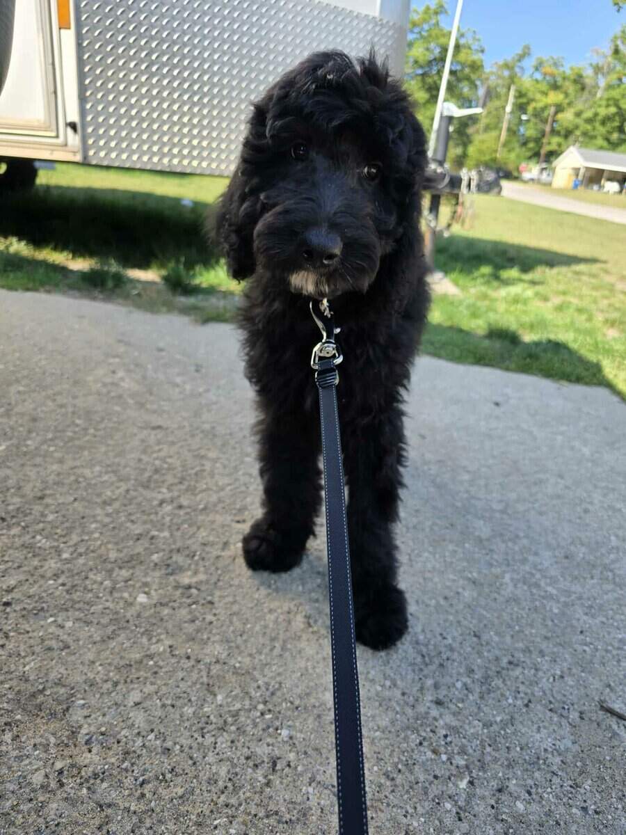 Harley-7-month-old goldendoodle image 1