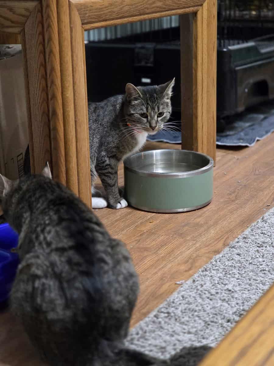 Two Tabby Sisters Looking For A Forever Home image 4