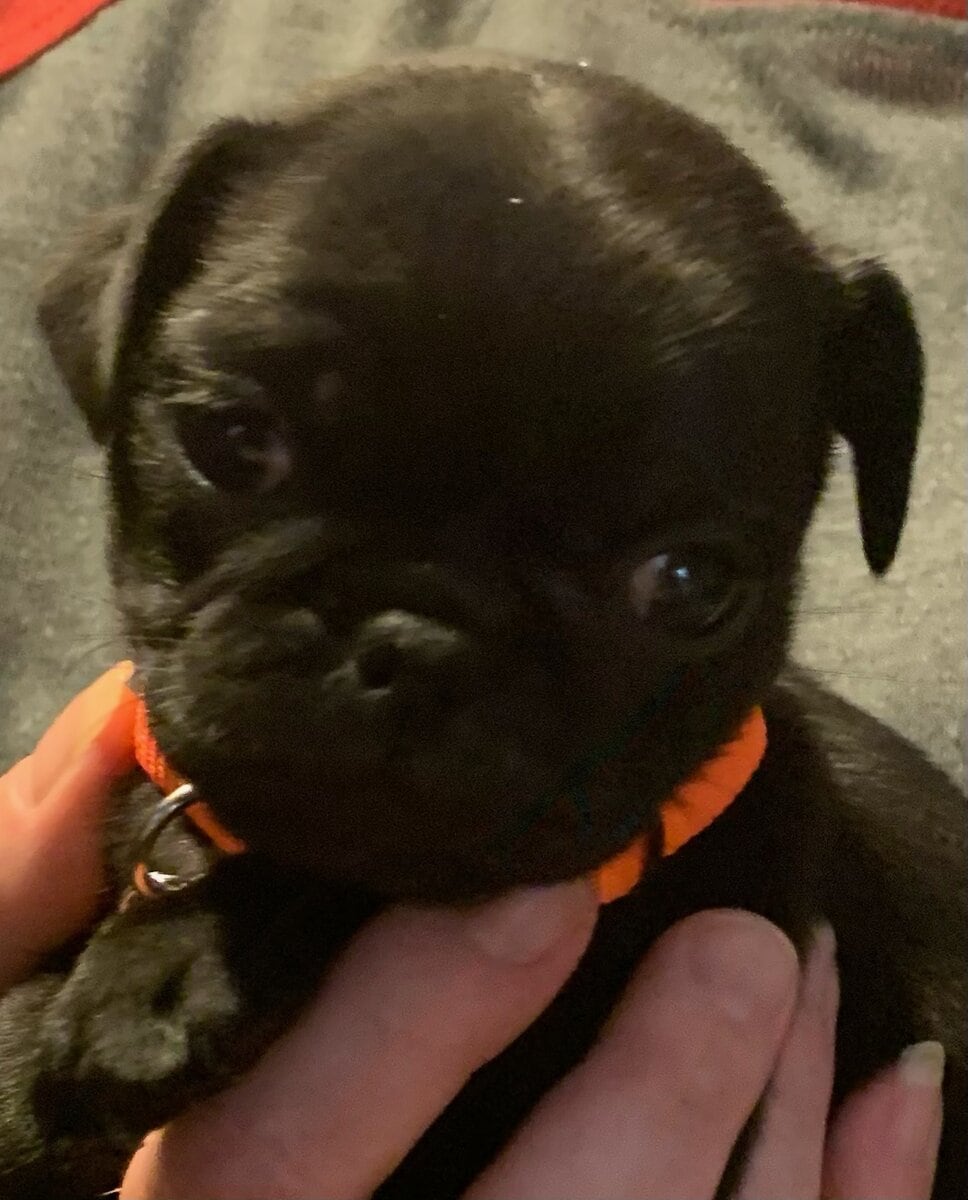 Pug puppies for sale image 18
