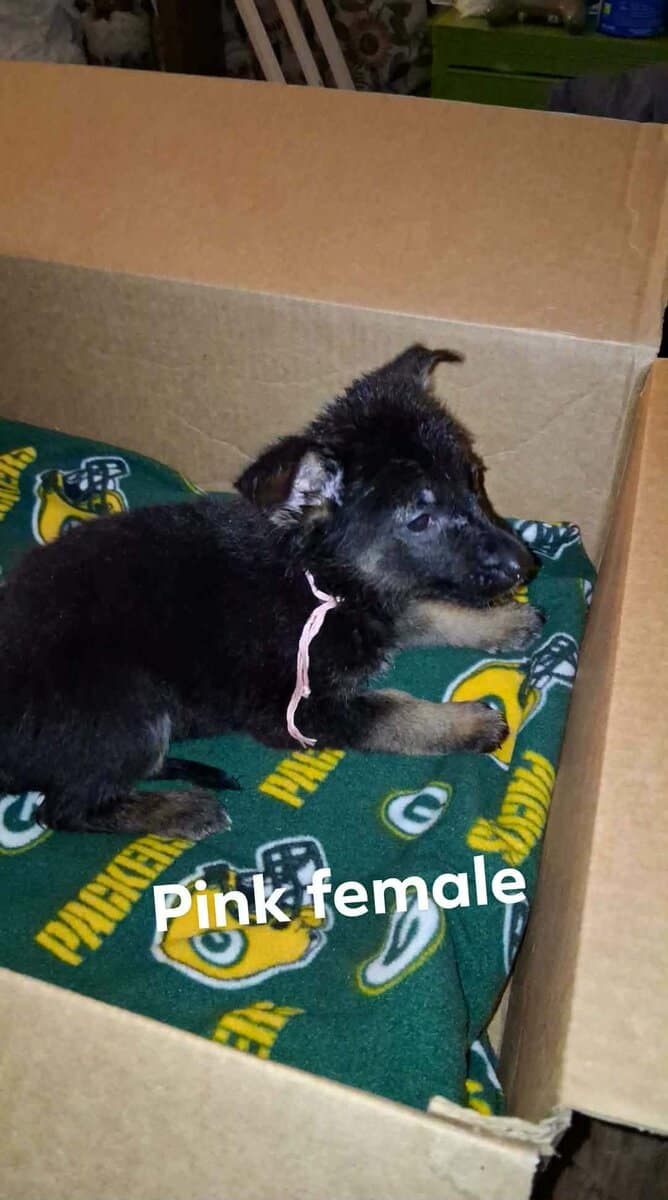 German Shepherd Puppies image 7