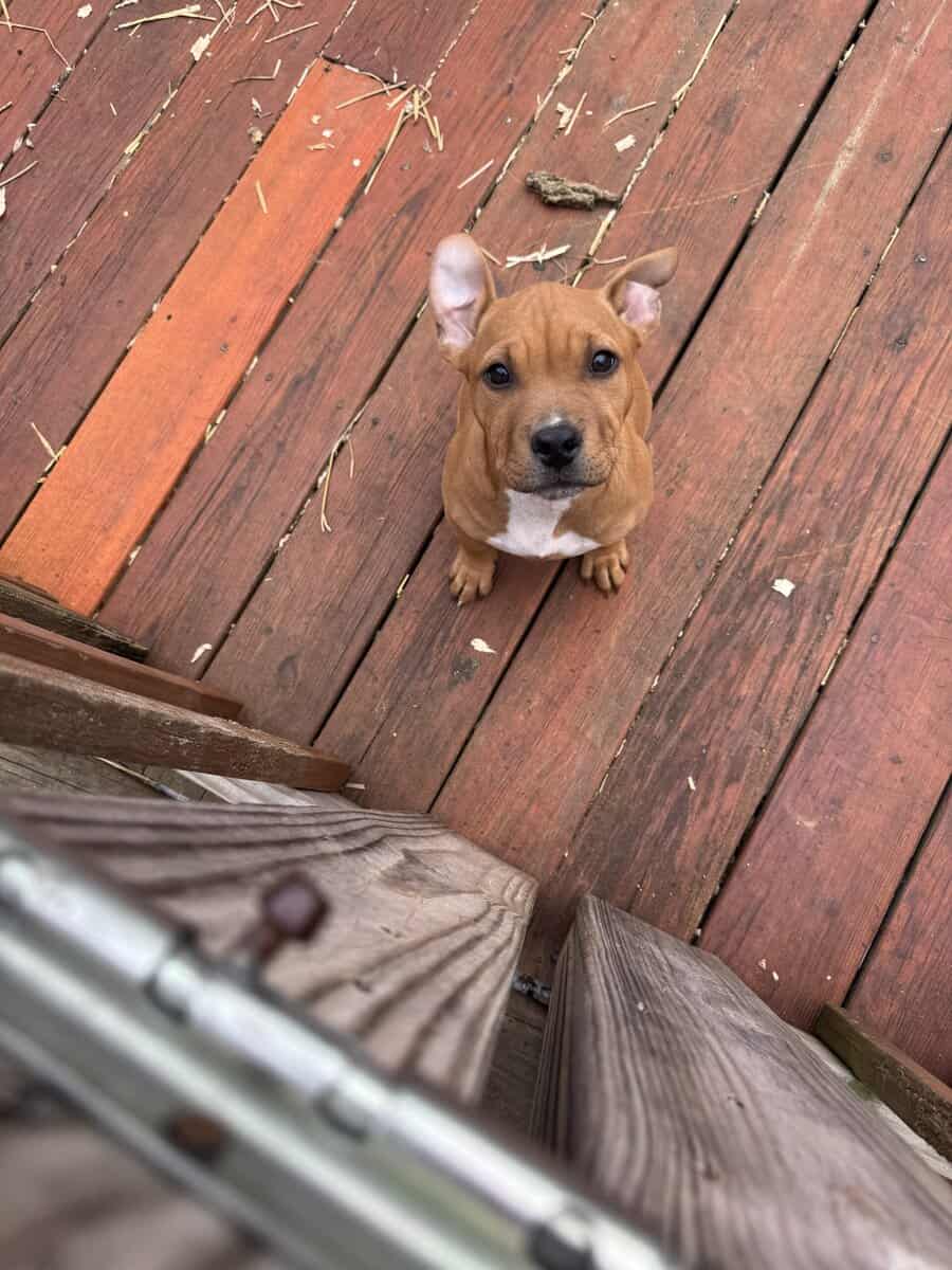 10 week old female American bully / pit bull for s image 8